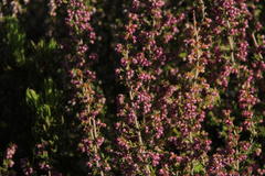 Erica hispidula hispidula