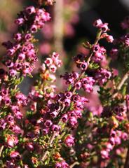 Erica hispidula hispidula
