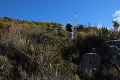 Erica hispidula hispidula