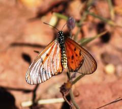 Acraea neobule neobule