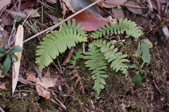 Struthiopteris niponica