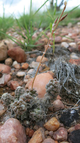 Anacampseros subnuda
