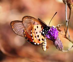 Acraea neobule neobule
