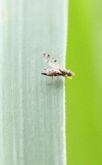 Campiglossa sororcula