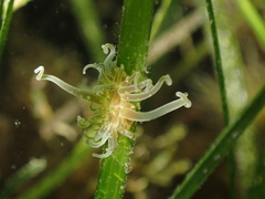 Paranemonia cinerea