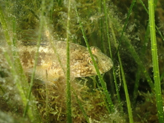 Gobius ophiocephalus