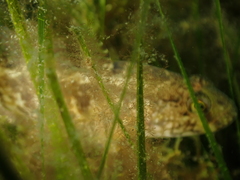 Gobius ophiocephalus