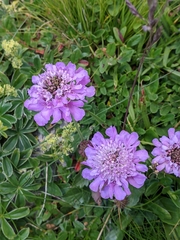 Scabiosa lucida