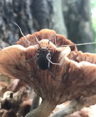 Hadrobunus maculosus