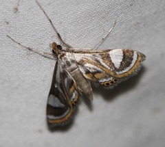 Strepsinoma croesusalis