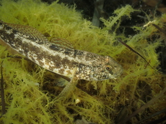 Gobius ophiocephalus