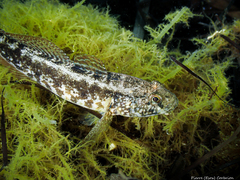 Gobius ophiocephalus