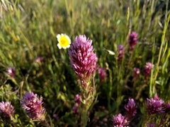 Castilleja densiflora densiflora