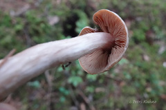 Cortinarius armeniacus