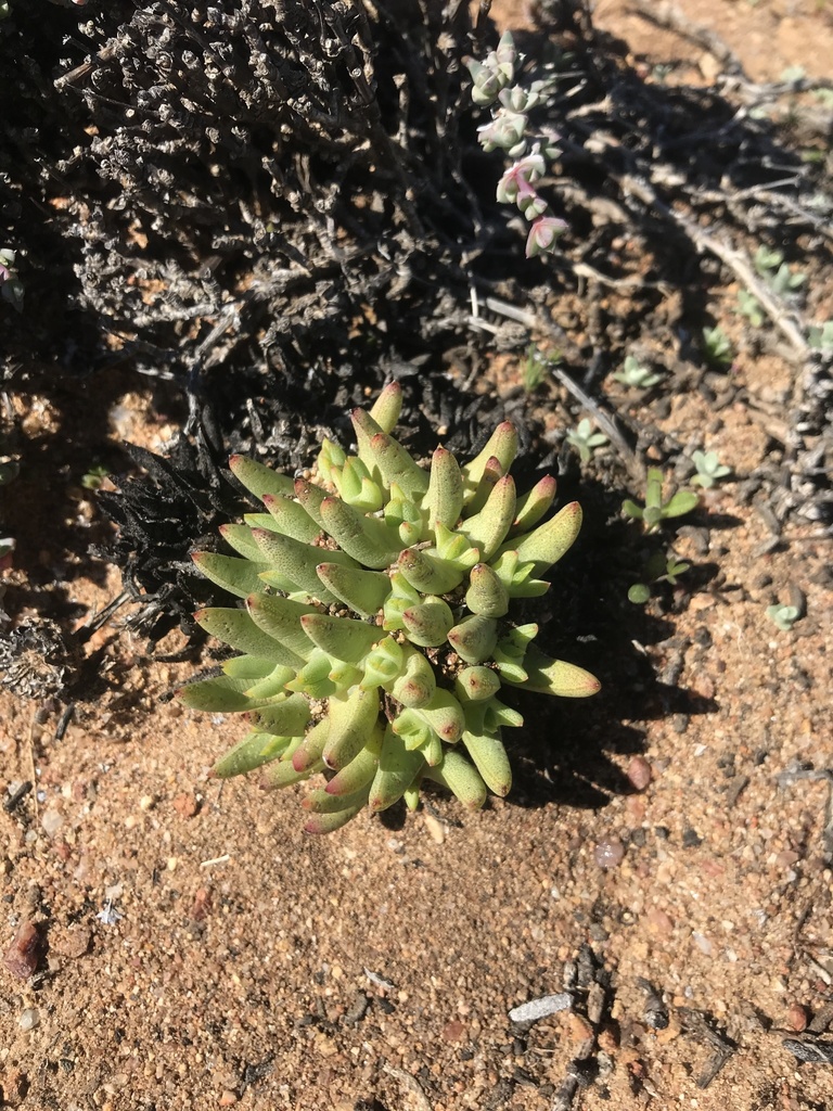 Cheiridopsis imitans L. Bolus 3