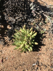 Cheiridopsis imitans