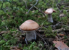 Cortinarius armeniacus