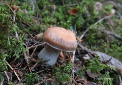 Cortinarius armeniacus