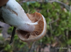 Cortinarius armeniacus