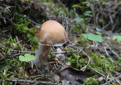 Cortinarius armeniacus