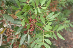 Pistacia lentiscus