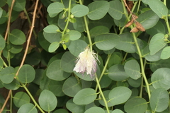 Capparis