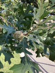 Quercus macrocarpa