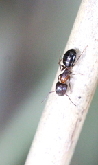 Camponotus lighti