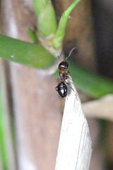 Camponotus lighti