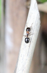 Camponotus lighti