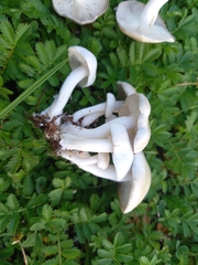 Leucocybe connata