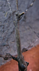 Bactrododema krugeri