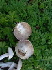 Leucocybe connata