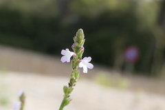 Verbena officinalis