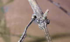 Bactrododema krugeri