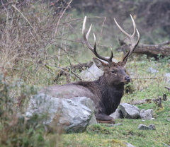 Cervus canadensis macneilli