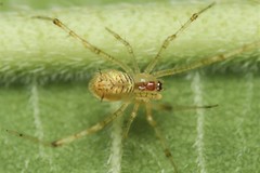 Chrysso lingchuanensis