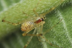 Chrysso lingchuanensis