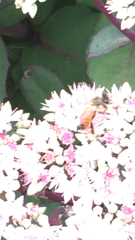 Apis mellifera