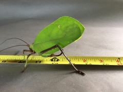 Celidophylla albimacula