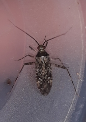 Phytocoris populi