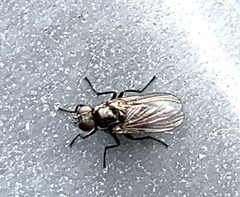 Coenosia atra