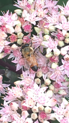 Apis mellifera