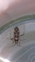 Phytocoris populi