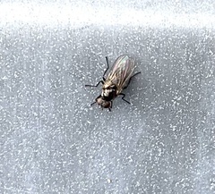 Coenosia atra