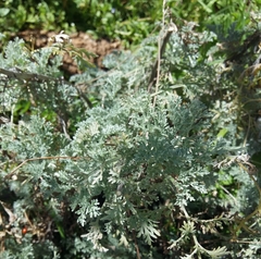 Artemisia arborescens