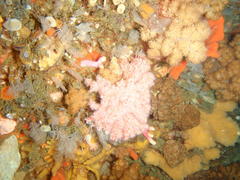 Melithaea rubra