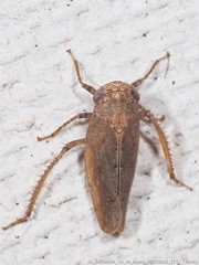 Paraphlepsius continuus