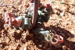 Trachyandra tortilis