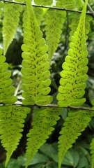 Diplazium doederleinii